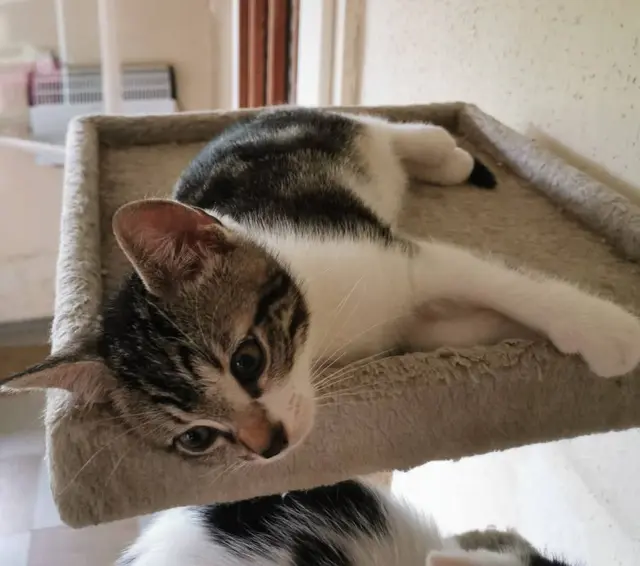 LOLA, RUSTY &amp; SKIPPY

Die 3 Geschwister, geboren am 17. Mai 2025, dürfen sich auf die Suche nach einem neuen Wirkungskreis machen.
Erreichbar sind die drei Katzenkinder unter:
☎️ 0664/4461515
✏️ tullner-pfotenhilfe@gmx.at | Foto: Pfotenhilfe Tulln