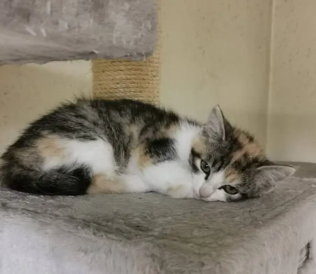 SHADOW und SCRATCHY und
ihre Schwestern LUCY, ABBY &amp; COOKIE

Die fünf sind jetzt ungefähr 3 1/2 Monate jung, tierärztlich durchgecheckt, geimpft und gechippt, aber noch etwas schüchtern.

Kennenlernen kann man sie unter:
☎️ 0664/4461515
✏️ tullner-pfotenhilfe@gmx.at | Foto: Pfotenhilfe Tulln