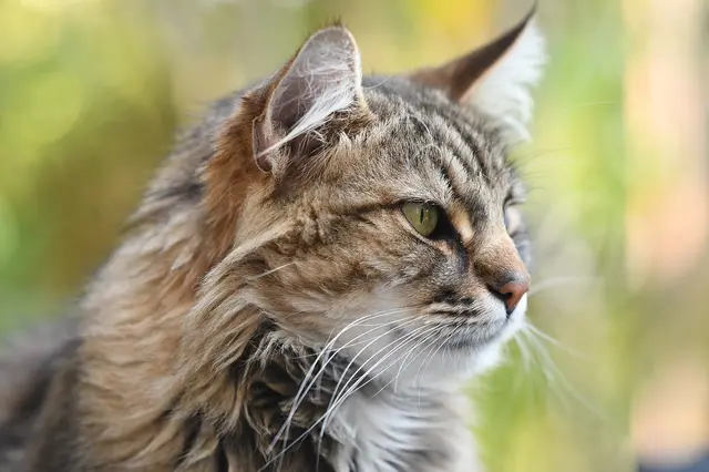 Unser "Simba"