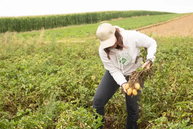 Unter fachkundiger Anleitung von Landwirt Johann Ackerl wurden die Erdäpfel direkt am Feld eigenhändig ausgegraben. | Foto: Waldviertel Tourismus/Franz Kuben