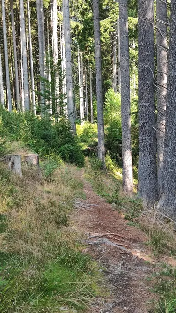 der Weg wird bald schmäler und steiler... | Foto: I.Wozonig