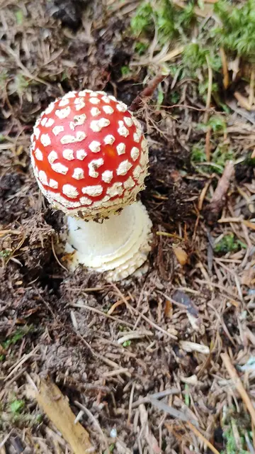 ein Glücksbringer für euch... | Foto: I.Wozonig