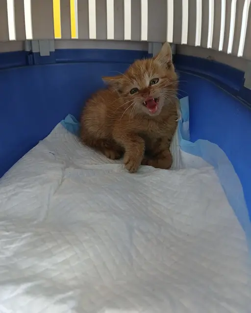Dieses Fundkätzchen hatte Glück und hat bereits ein neues Zuhause gefunden. | Foto: Tierschutz Initiative Innviertel