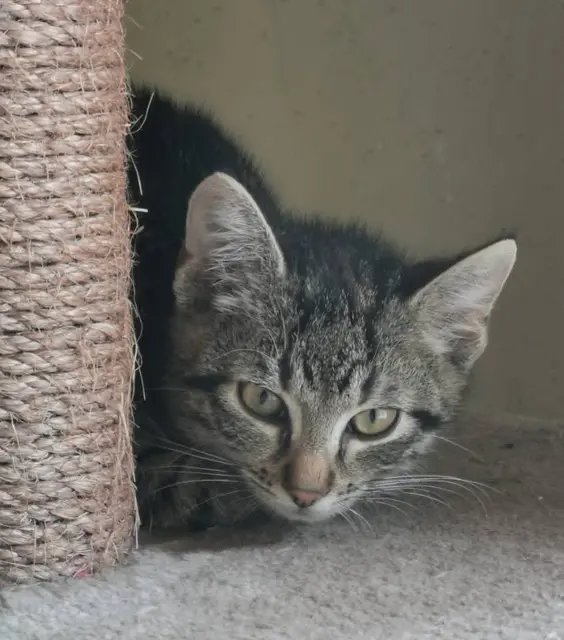 SHADOW und SCRATCHY und
ihre Schwestern LUCY, ABBY &amp; COOKIE

Die fünf sind jetzt ungefähr 3 1/2 Monate jung, tierärztlich durchgecheckt, geimpft und gechippt, aber noch etwas schüchtern.

Kennenlernen kann man sie unter:
☎️ 0664/4461515
✏️ tullner-pfotenhilfe@gmx.at | Foto: Pfotenhilfe Tulln