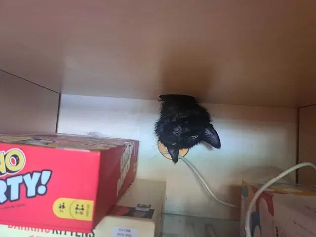 Die Katze blieb mit ihrem Kopf im Loch der Kabeldurchführung stecken und musste von der Feuerwehr befreit werden. | Foto: Feuerwehr Bischofshofen