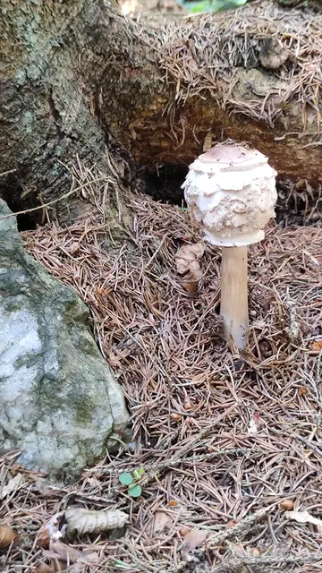 Parasole zeigen sich... | Foto: I.Wozonig