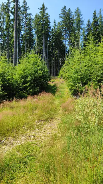 jetzt geht es wieder in den Wald, und der Weg wird gemäßigter... | Foto: I.Wozonig