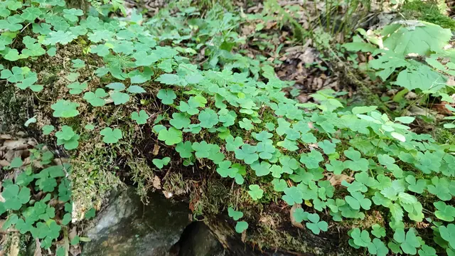 ...ob ein Glücksbringer dabei ist ? | Foto: I.Wozonig