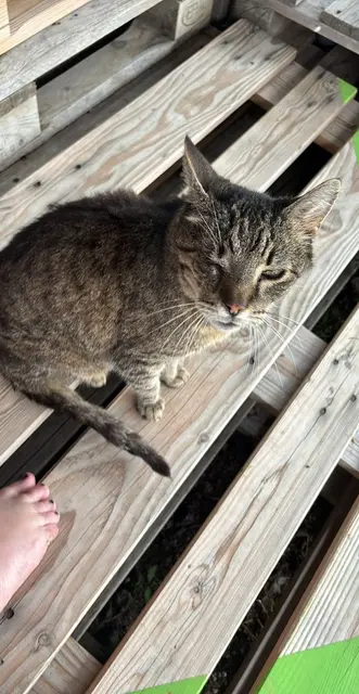 1.FUNDMELDUNG ‼️
KATER in 3462 ABSDORF 

Er ist vor einigen Tagen in der Seefeldgasse  zugelaufen, hat ein verletztes Auge und ist sehr zutraulich.

Er wartet bei uns auf seine Besitzer.
☎️ 0664/4461515
✏️ tullner-pfotenhilfe@gmx.at | Foto: Pfotenhilfe Tulln