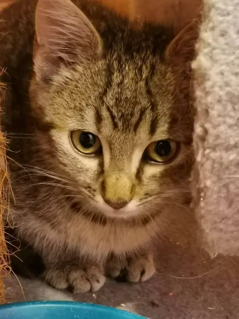 SHADOW und SCRATCHY und
ihre Schwestern LUCY, ABBY &amp; COOKIE

Die fünf sind jetzt ungefähr 3 1/2 Monate jung, tierärztlich durchgecheckt, geimpft und gechippt, aber noch etwas schüchtern.

Kennenlernen kann man sie unter:
☎️ 0664/4461515
✏️ tullner-pfotenhilfe@gmx.at | Foto: Pfotenhilfe Tulln