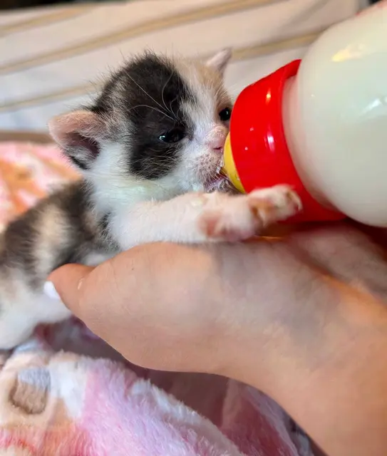 Gerade mal zwei Wochen alt ist das achtlos ausgesetzte Katzenbaby - so klein, dass es sogar noch das Fläschchen braucht.  | Foto: PFOTENHILFE