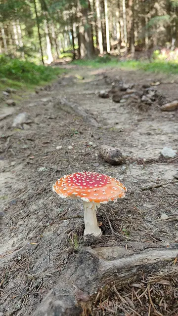 mitten am Weg... | Foto: I.Wozonig