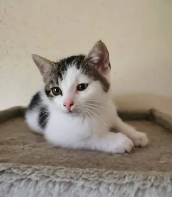 LOLA, RUSTY &amp; SKIPPY

Die 3 Geschwister, geboren am 17. Mai 2025, dürfen sich auf die Suche nach einem neuen Wirkungskreis machen.
Erreichbar sind die drei Katzenkinder unter:
☎️ 0664/4461515
✏️ tullner-pfotenhilfe@gmx.at  | Foto: Pfotenhilfe Tulln