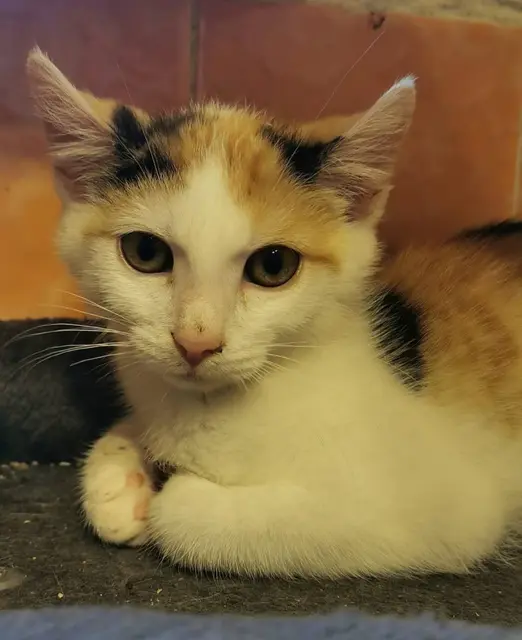 SHADOW und SCRATCHY und
ihre Schwestern LUCY, ABBY &amp; COOKIE

Die fünf sind jetzt ungefähr 3 1/2 Monate jung, tierärztlich durchgecheckt, geimpft und gechippt, aber noch etwas schüchtern.

Kennenlernen kann man sie unter:
☎️ 0664/4461515
✏️ tullner-pfotenhilfe@gmx.at | Foto: Pfotenhilfe Tulln