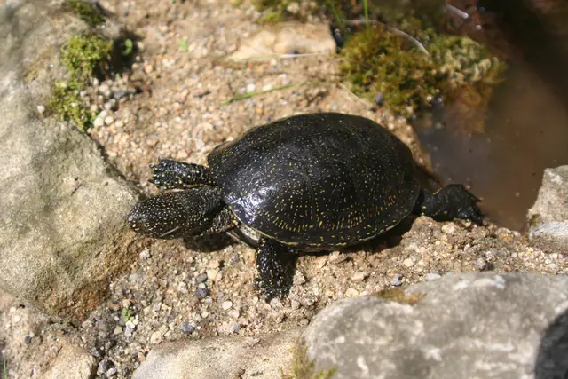 Die Europäische Sumpfschildkröte ist die einzige heimische Schildkrötenart in Mitteleuropa. Sie steht auf der Roten Liste gefährdeter Tierarten und ist streng geschützt. | Foto: UnterWasserReich