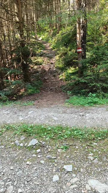 wir queren mehrmals Forststraßen, und es geht stetig bergauf... | Foto: I.Wozonig