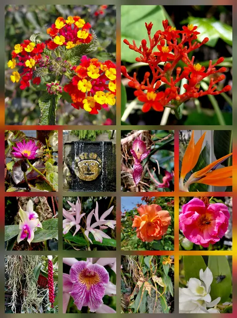 Botanischer Garten  | Foto: H.Bachinger