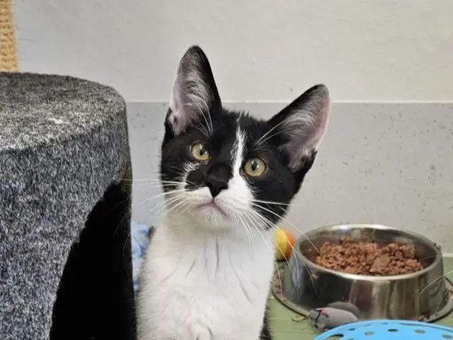 Katze Megara freut sich, dich kennenzulernen | Foto: Tierschutzverein St. Pölten