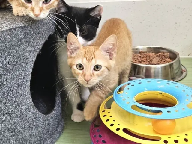 Kater Hades möchte ein schönes Katzenleben haben | Foto: Tierschutzverein St. Pölten