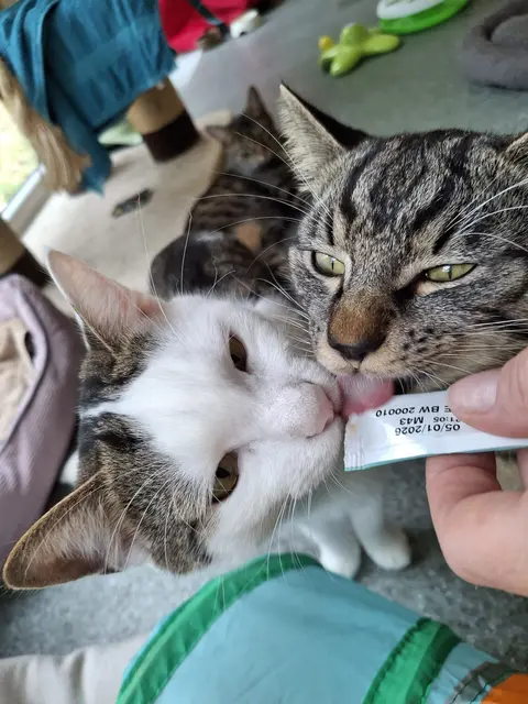 Die Katzen sind los am 8. August! | Foto: OeTV