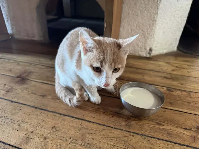 Kater Gino wurde mit Milch versorgt. | Foto: Matrashaus