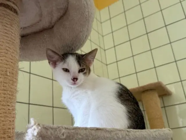 Ich bin Tamarillo, der Bruder von Kater Mango | Foto: Tierschutzverein St. Pölten