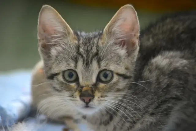 Das Tierheim St. Pölten geht über in Katzenbabys. Wer möchte sich einem annehmen? | Foto: Tierschutzverein St. Pölten