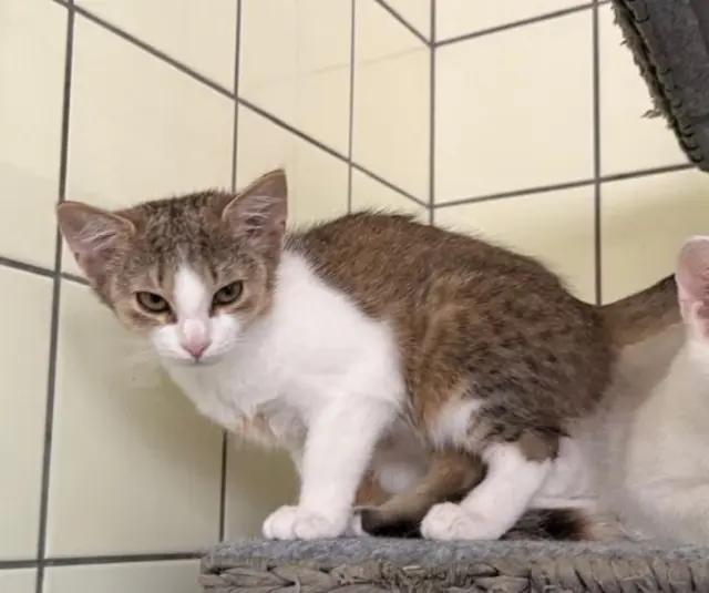 Schwester Kiwi freut sich ein echtes Zuhause kennenzulernen | Foto: Tierschutzverein St. Pölten