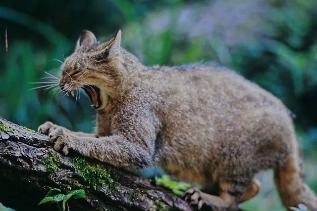 Wildkatzen kann man auch mit Hauskatzen verwechseln.  | Foto: Thomas Stephan