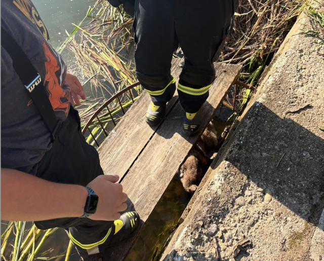 Sie konnten sich nicht selbstständig befreien. | Foto: Feuerwehr Peratschitzen