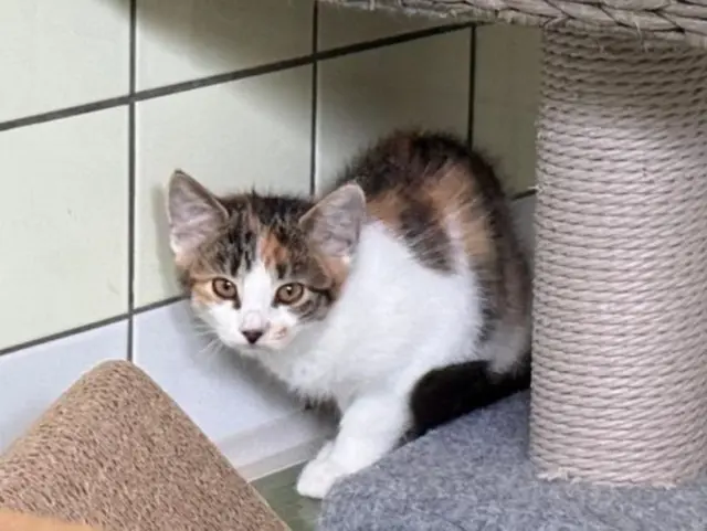 Katzenbaby Zwetschke wurde im Tierheim geboren | Foto: Tierschutzverein St. Pölten