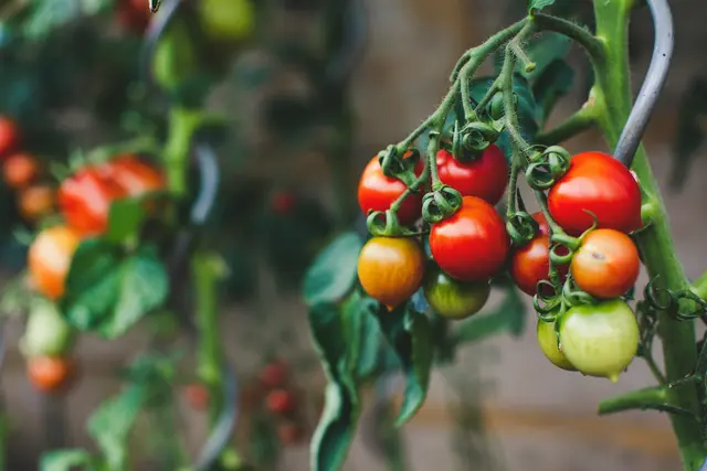 Tomaten, Gurken, Radieschen und Petersilie – Sommergemüse in Bestform. | Foto: Unsplash