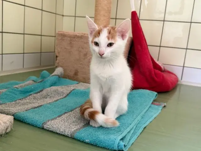 Mein Name ist Mango und ich spiele gerne mit dir | Foto: Tierschutzverein St. Pölten
