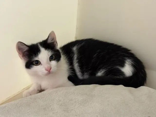Kätzchen Claudette | Foto: Tierschutzverein St. Pölten