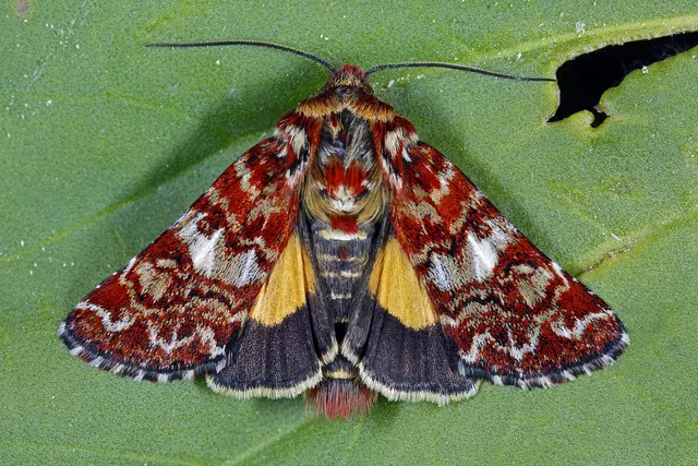 Foto: Gerhard Rotheneder