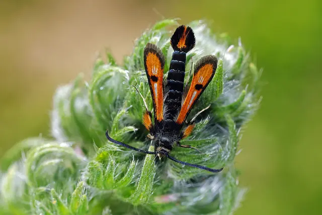 Foto: Gerhard Rotheneder
