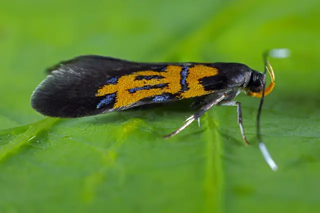 Foto: Gerhard Rotheneder