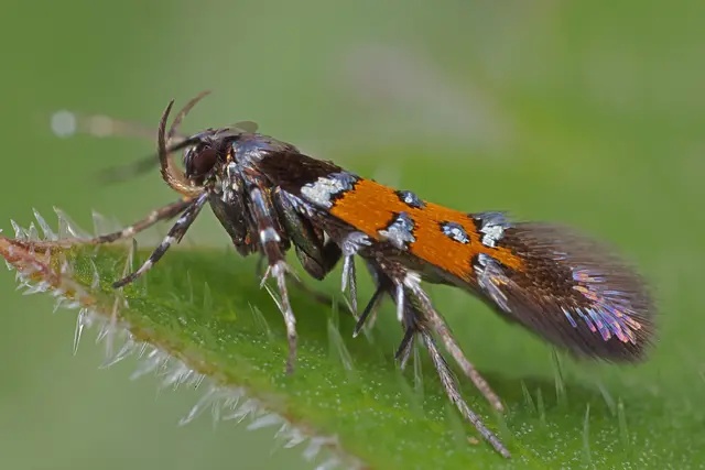 Foto: Gerhard Rotheneder