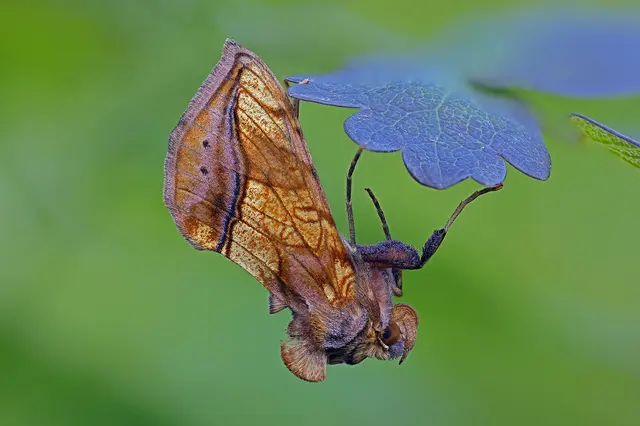 Foto: Gerhard Rotheneder