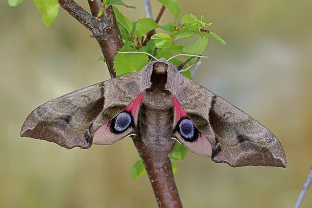 Foto: Gerhard Rotheneder