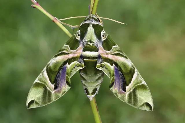 Foto: Gerhard Rotheneder