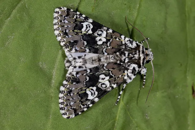 Foto: Gerhard Rotheneder