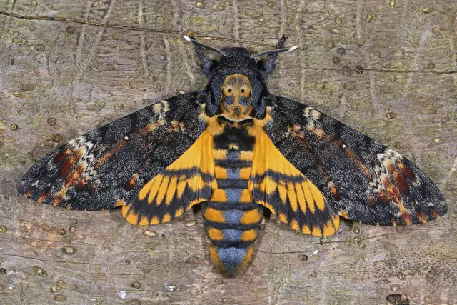 Foto: Gerhard Rotheneder