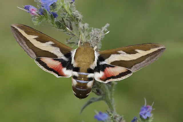 Foto: Gerhard Rotheneder