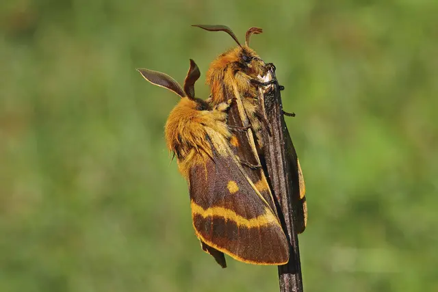 Foto: Gerhard Rotheneder