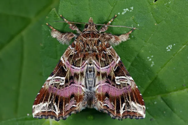 Foto: Gerhard Rotheneder
