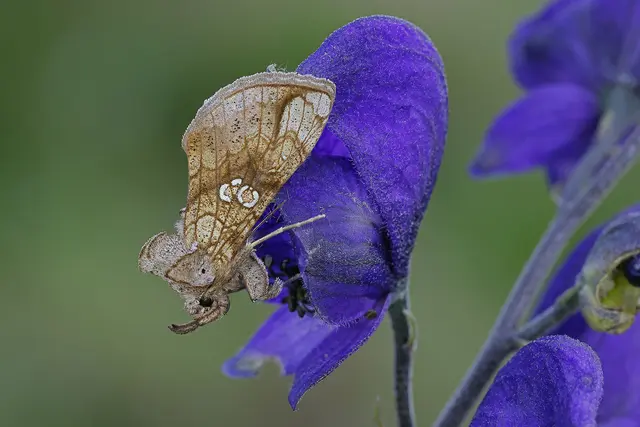 Foto: Gerhard Rotheneder