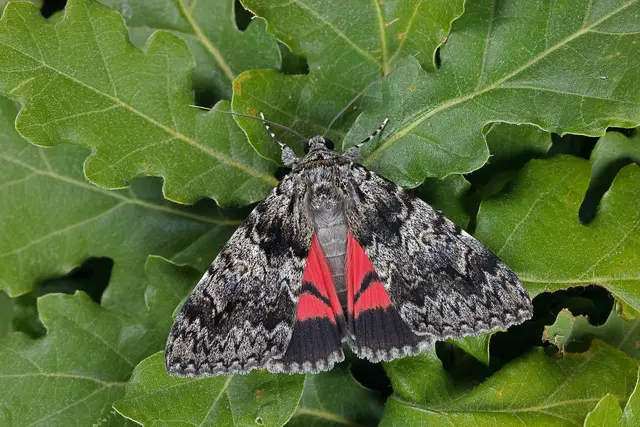 Foto: Gerhard Rotheneder