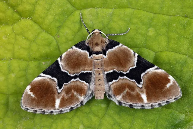 Foto: Gerhard Rotheneder