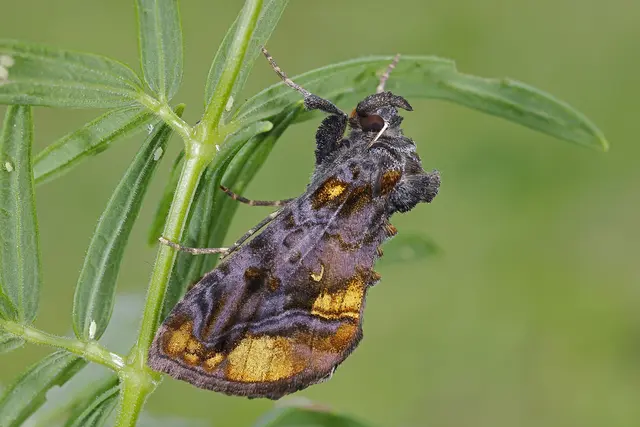 Foto: Gerhard Rotheneder